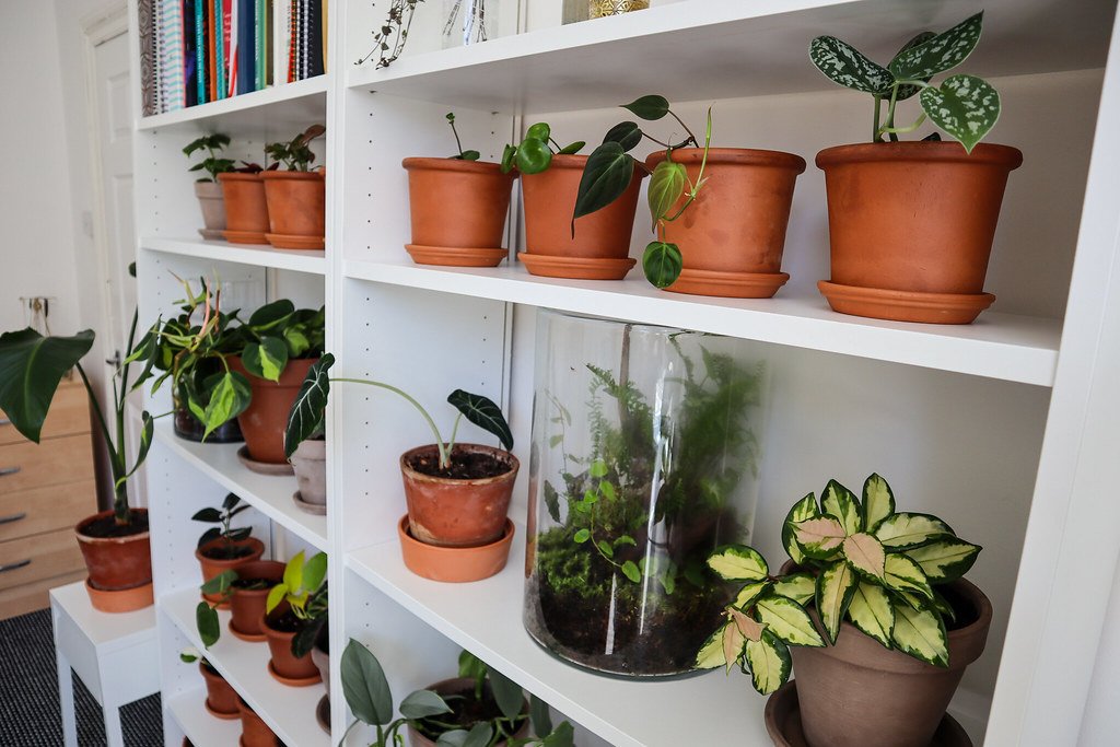Indoor Gardening: Cultivating Fresh Produce in Limited Space