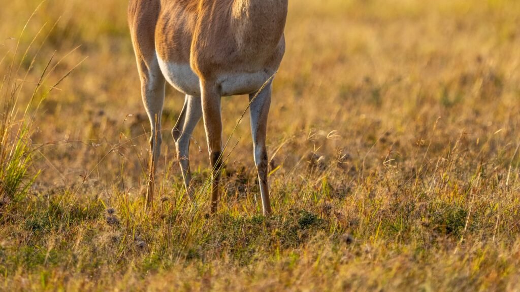 How to Hunt in Different Altitudes