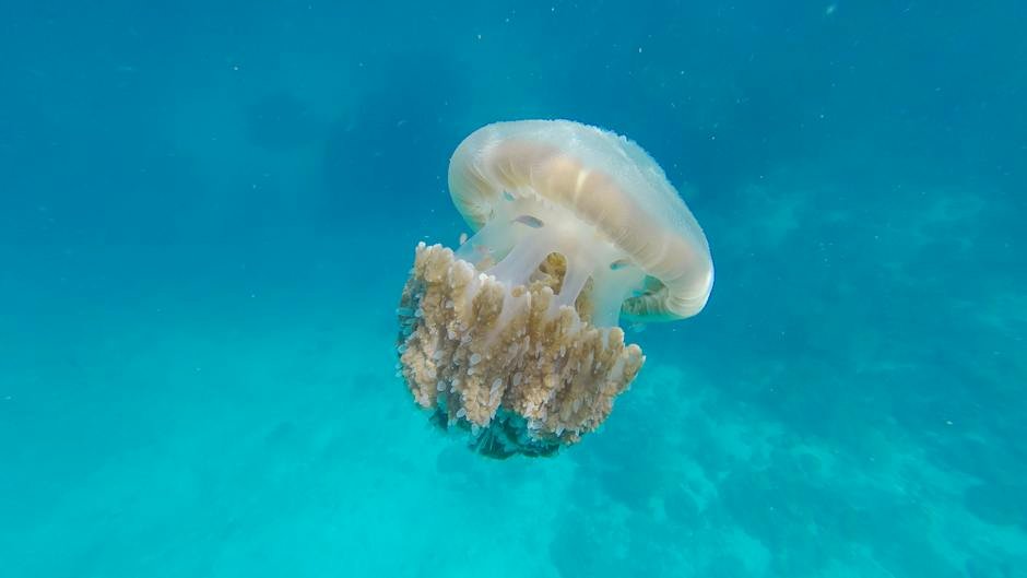 How to Treat Jellyfish Stings in the Ocean
