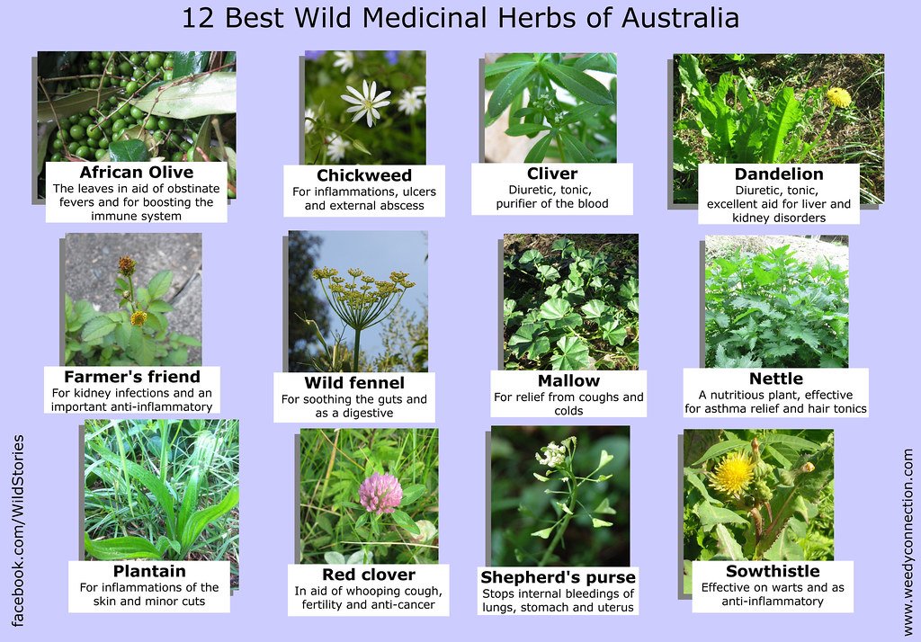 Identifying Common Medicinal Plants in Your Region