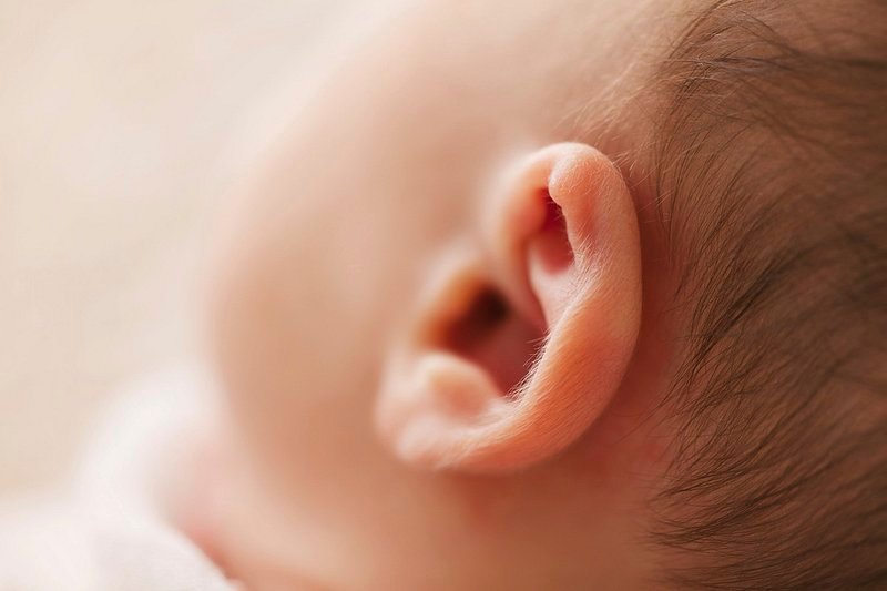 Recognizing the Signs of Ear Infections in‌ Wildlife: A ⁣Comprehensive Guide
